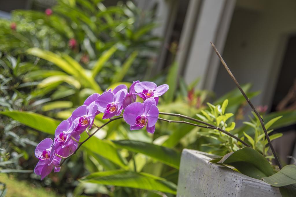 La Pagerie - Tropical Garden Hotel Les Trois-Ilets Εξωτερικό φωτογραφία